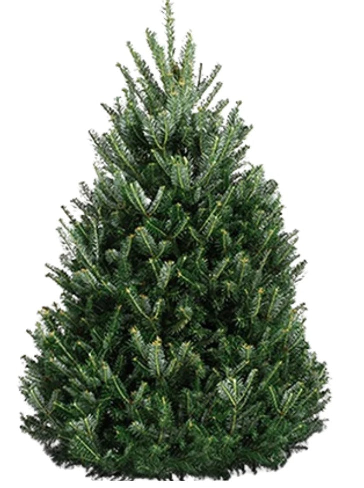 Fraser & Balsam Firs - Celebrate the Season!